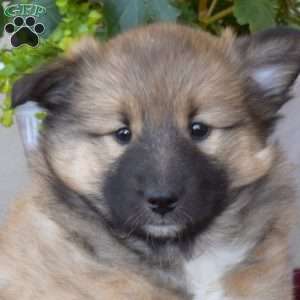 Alaska, Akita Mix Puppy