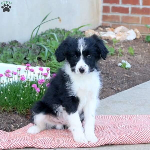 Alex, Mini Aussiedoodle Puppy