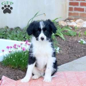 Alex, Mini Aussiedoodle Puppy