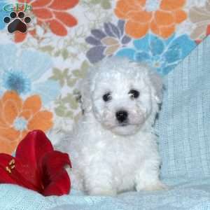Alex, Bichon Frise Puppy