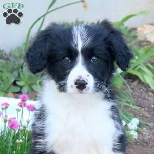 Alex, Mini Aussiedoodle Puppy
