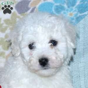 Alex, Bichon Frise Puppy