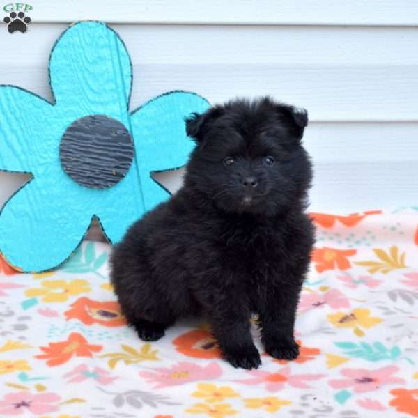 Alfie, Pomeranian Puppy