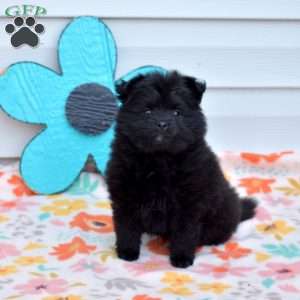 Alfie, Pomeranian Puppy