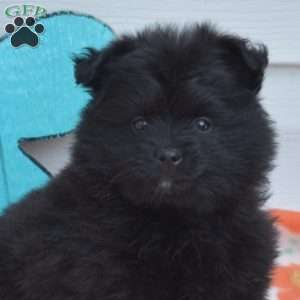 Alfie, Pomeranian Puppy