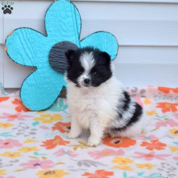 Alice, Pomeranian Puppy