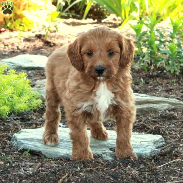 Alice, Mini Goldendoodle Puppy