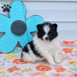 Alice, Pomeranian Puppy