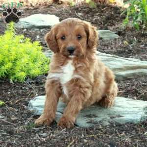 Alice, Mini Goldendoodle Puppy