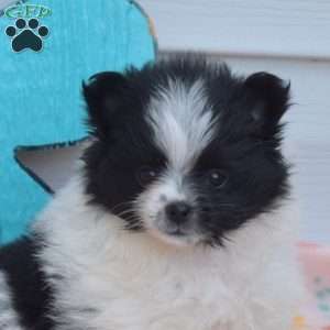 Alice, Pomeranian Puppy
