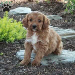 Alice, Mini Goldendoodle Puppy