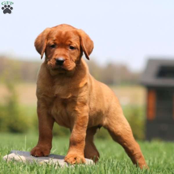 Alisha, Fox Red Labrador Retriever Puppy