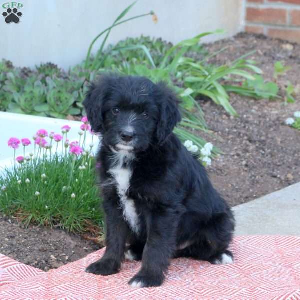 Allen, Mini Aussiedoodle Puppy