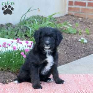 Allen, Mini Aussiedoodle Puppy