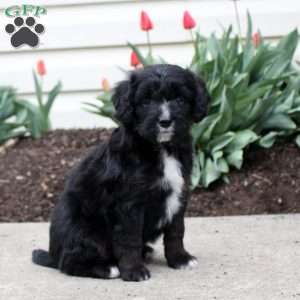 Allen, Mini Aussiedoodle Puppy