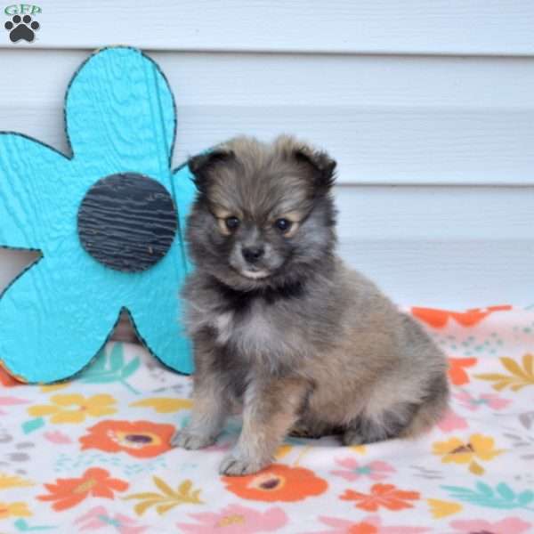 Allie, Pomeranian Puppy