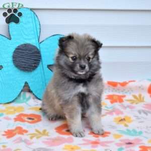 Allie, Pomeranian Puppy