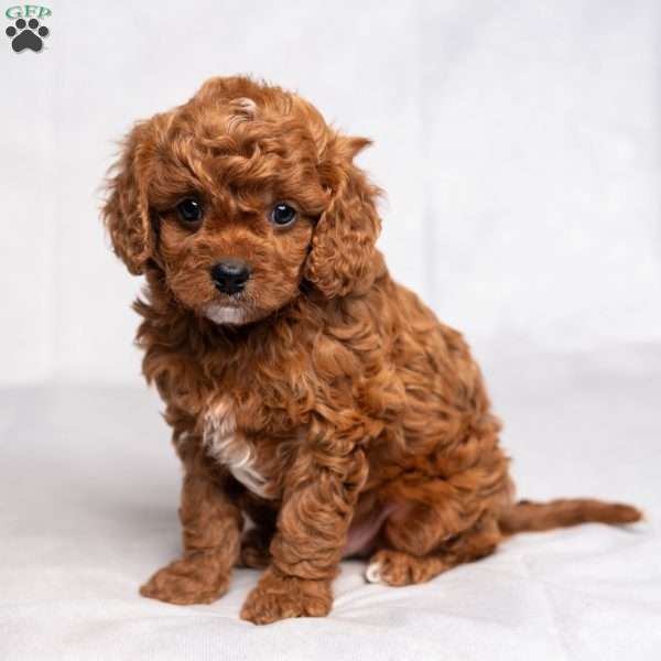 Amos, Cavapoo Puppy