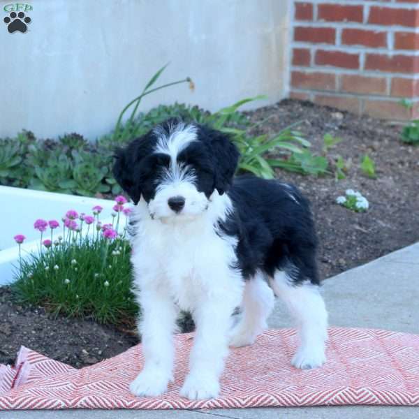 Amy, Mini Aussiedoodle Puppy