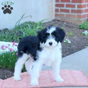 Amy, Mini Aussiedoodle Puppy