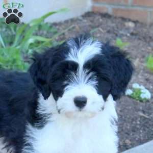 Amy, Mini Aussiedoodle Puppy