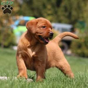 Amy, Fox Red Labrador Retriever Puppy