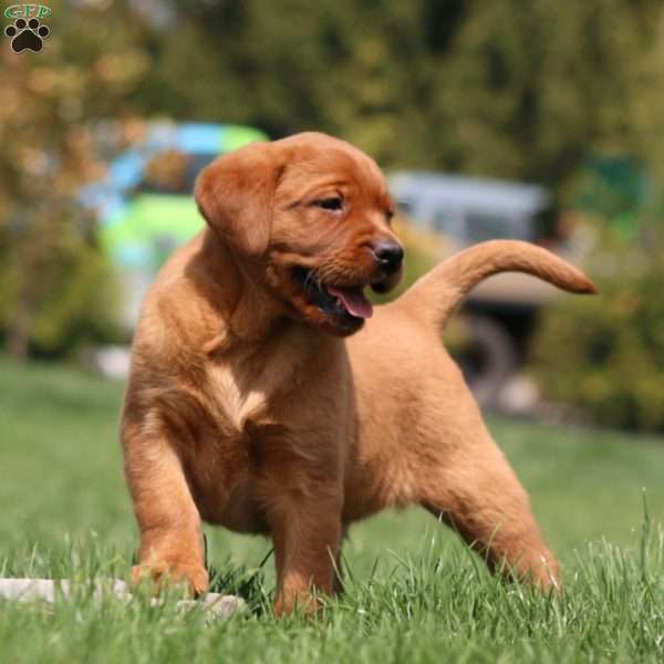 Amy, Fox Red Labrador Retriever Puppy