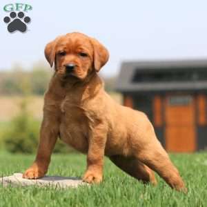 Amy, Fox Red Labrador Retriever Puppy