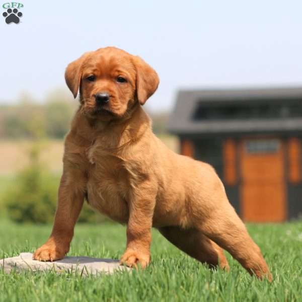 Amy, Fox Red Labrador Retriever Puppy