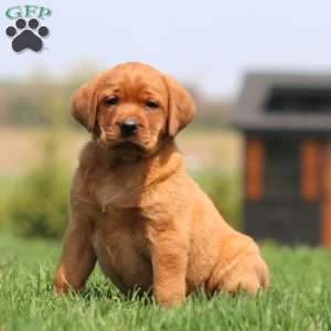 Amy, Fox Red Labrador Retriever Puppy