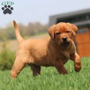 Amy, Fox Red Labrador Retriever Puppy