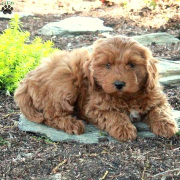 Andy, Mini Goldendoodle Puppy