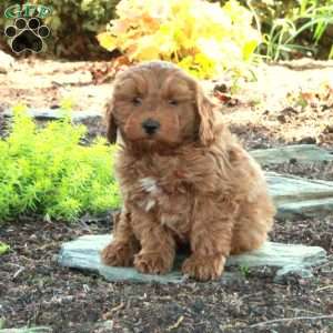 Andy, Mini Goldendoodle Puppy
