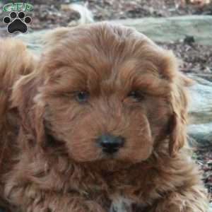 Andy, Mini Goldendoodle Puppy