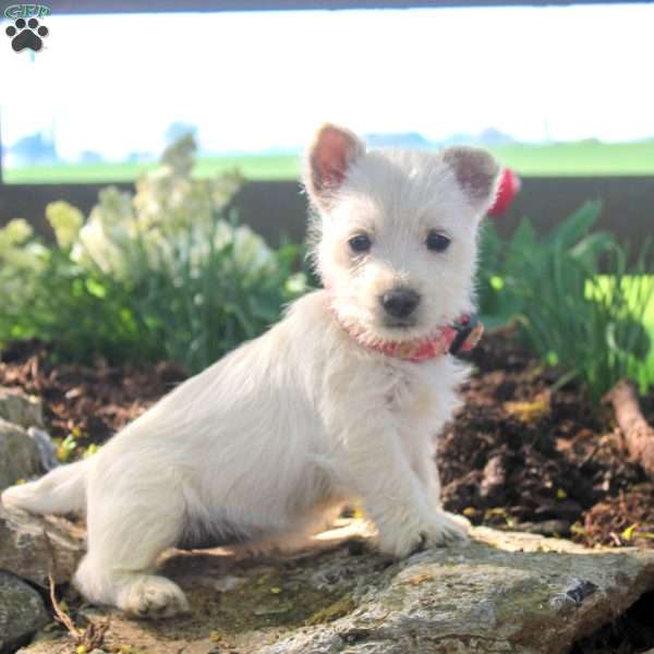 Annie, West Highland Terrier Puppy
