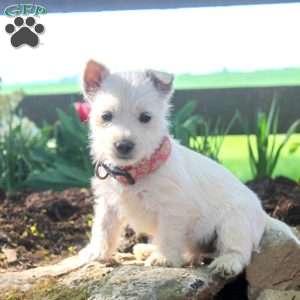Annie, West Highland Terrier Puppy