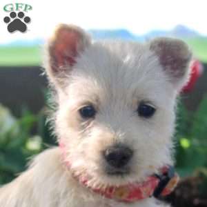 Annie, West Highland Terrier Puppy