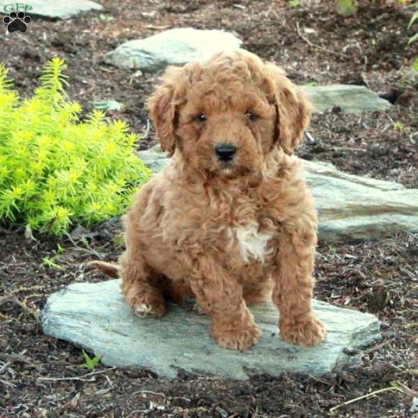 Ansel, Mini Goldendoodle Puppy