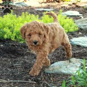 Ansel, Mini Goldendoodle Puppy