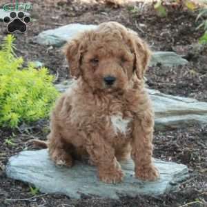 Ansel, Mini Goldendoodle Puppy