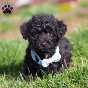Apollo, Yorkie Poo Puppy