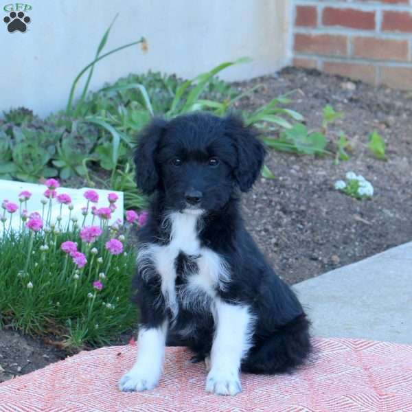 April, Mini Aussiedoodle Puppy