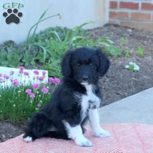 April, Mini Aussiedoodle Puppy