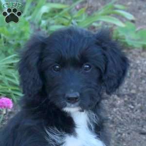 April, Mini Aussiedoodle Puppy