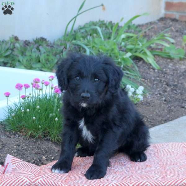 Archie, Mini Aussiedoodle Puppy
