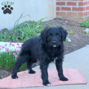 Archie, Mini Aussiedoodle Puppy