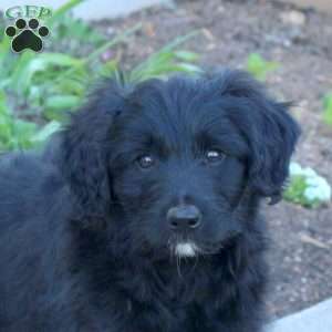 Archie, Mini Aussiedoodle Puppy