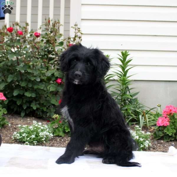Archie, Mini Aussiedoodle Puppy