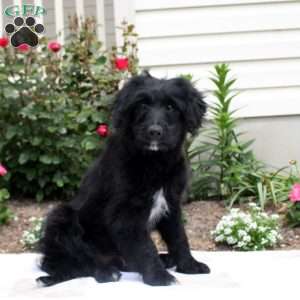 Archie, Mini Aussiedoodle Puppy