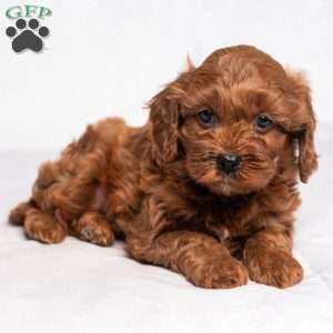 Arden, Cavapoo Puppy